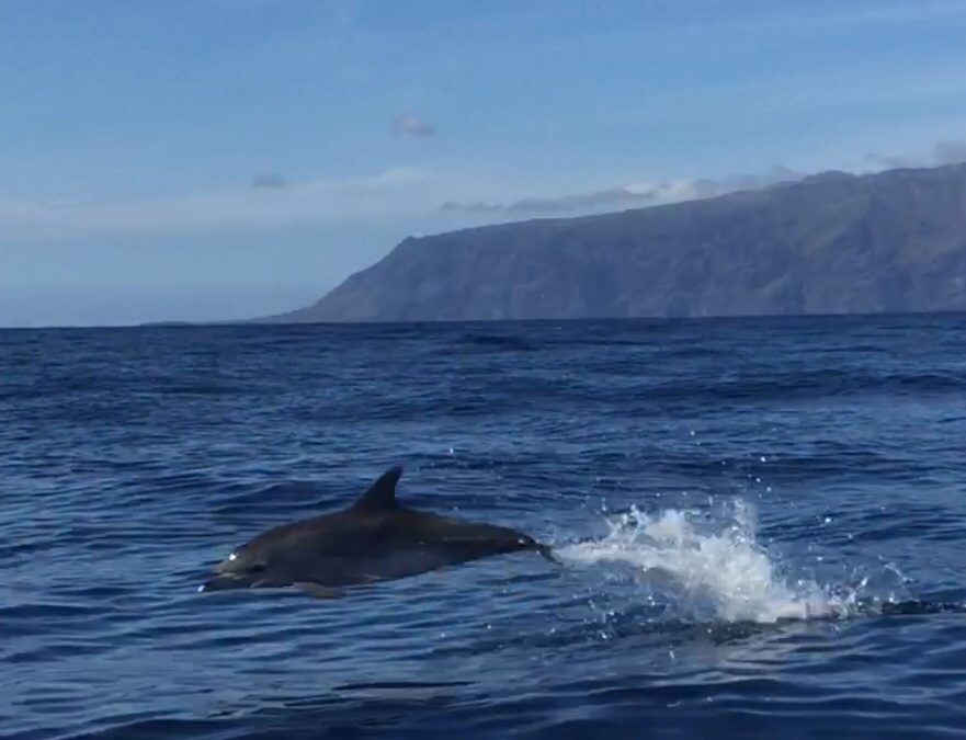 3-daagse Ocean Delight Journey met dolfijnen&walvissen als jouw gids