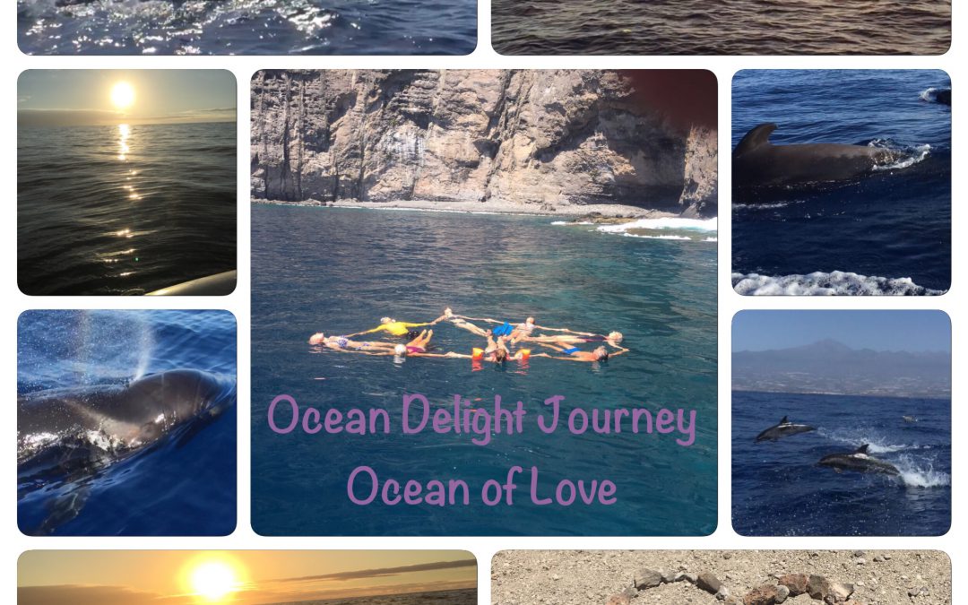Drie- daagse Dolphin & Whale Ocean Journey